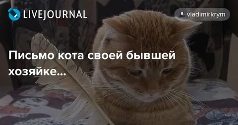 Письмо коту