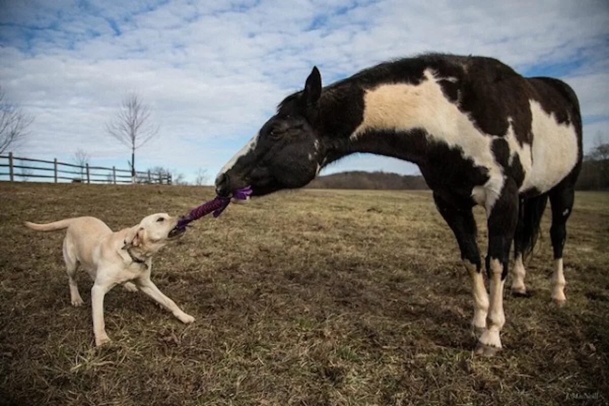 The dog horse. The dog horse. Ржачные лошади. Мальчик на лошади. Лошадь ест собаку.