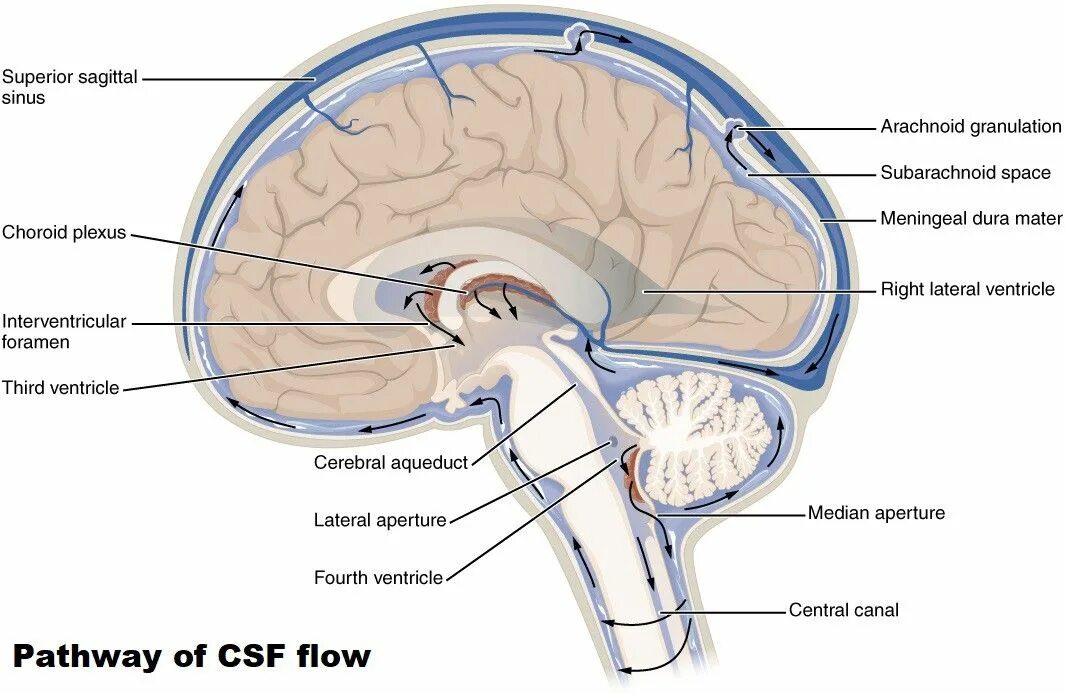 196 brain. 4 Желудочек и субарахноидальное пространство. Отверстия Люшка и Мажанди. Отверстия Люшка и Мажанди в четвёртом желудочке. Отверстие Люшка и Мажанди анатомия.