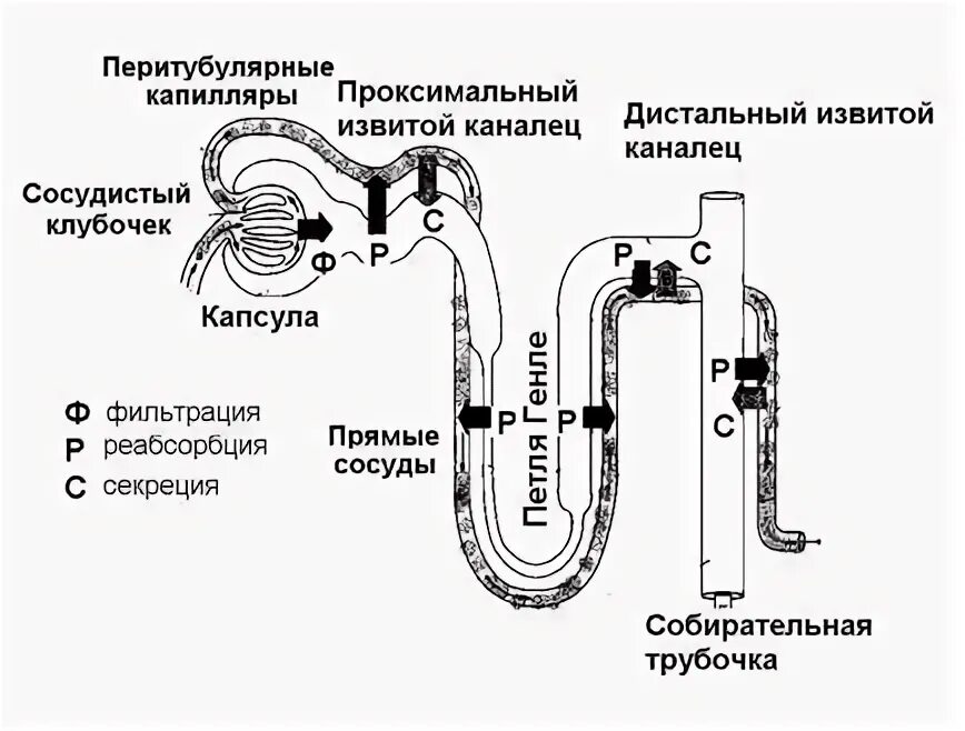 Нефрон ультрафильтрация