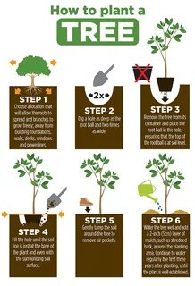 How trees