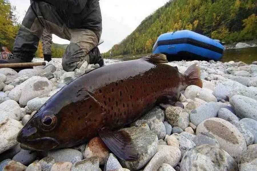 Рыбалка в хакасии. Хариус в хакасии. Рыба в хакасии. Хариус рыба енисей. Рыбы обитающие в хакасии.