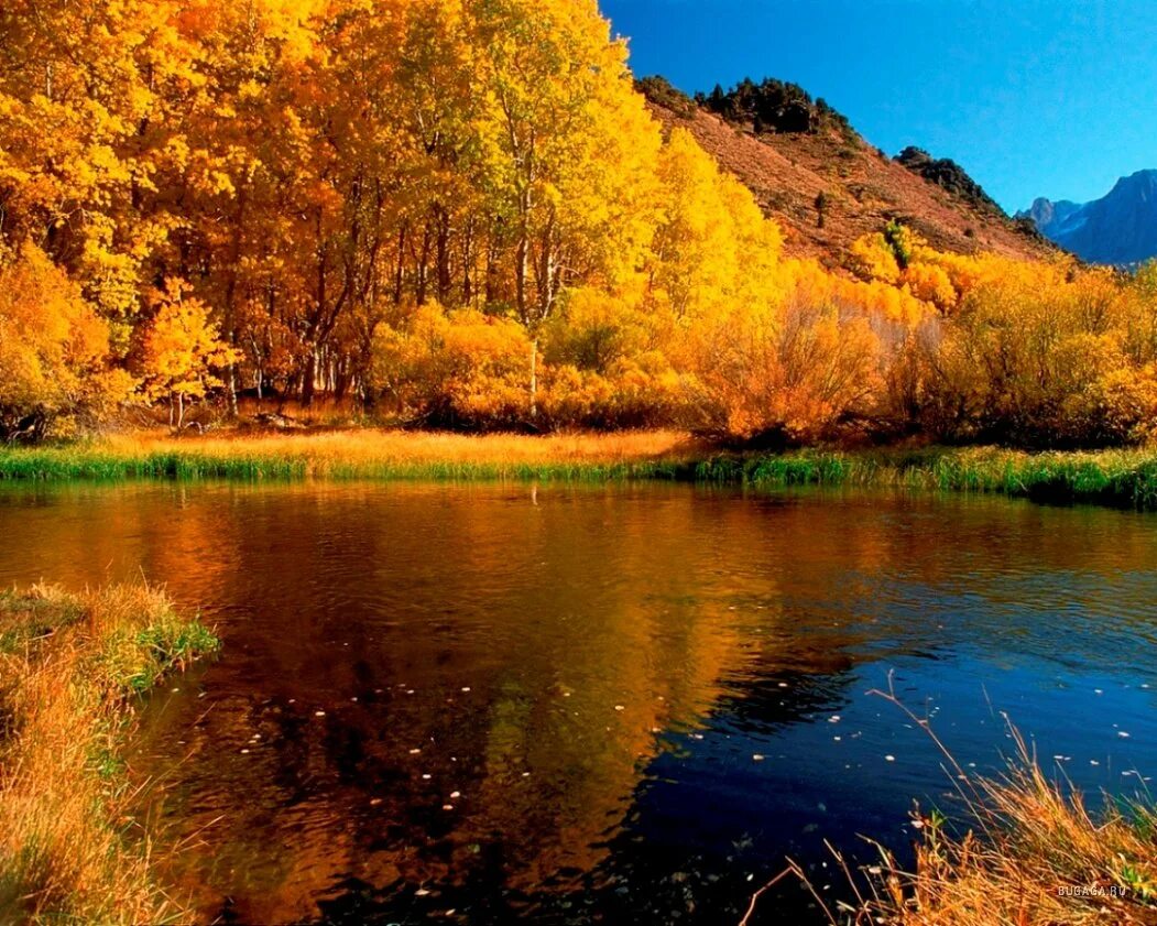 Сентябрь багряной веткой ивы. Природа осень. Осень река. Осенняя река. Пейзаж с рекой.