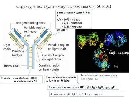 Природа иммуноглобулинов