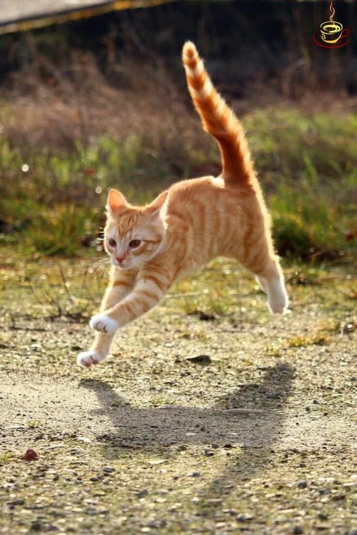 Кот бежит. Кот прыгает. Котик убегает. Рыжий кот бежит.
