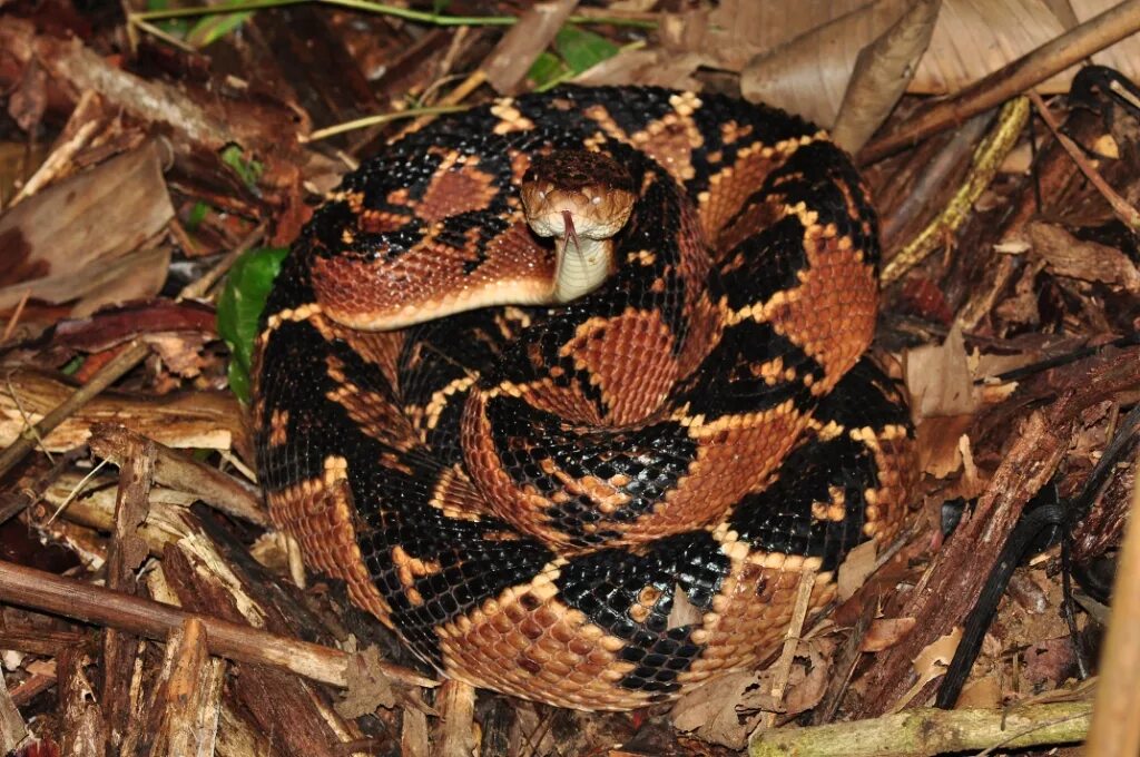 Surucucu Animaux, Rd congo, Serpent