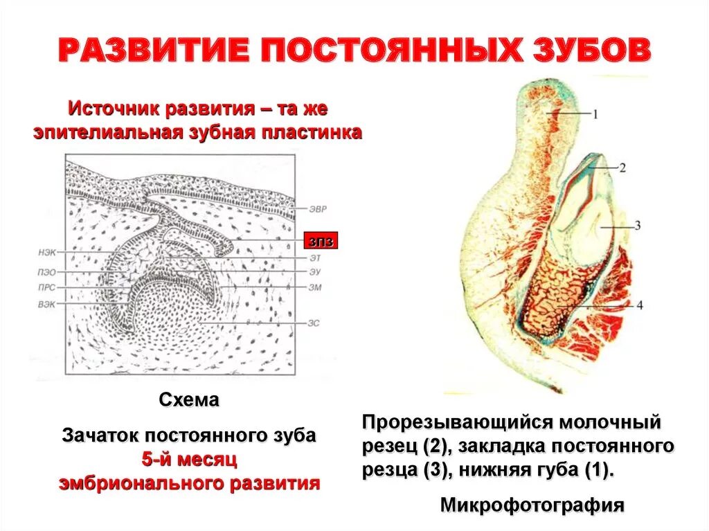 Стадии развития зуба. Периоды развития зубов гистология. Стадии формирования постоянных зубов. Стадии развития зачатка зуба. Развитие постоянных зубов гистология.