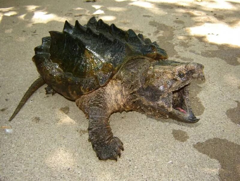 Ядовитая черепаха. Грифовая черепаха. alligator snapping turtle. миссисипская аллигаторовая черепаха. грифовая черепаха панцирь.