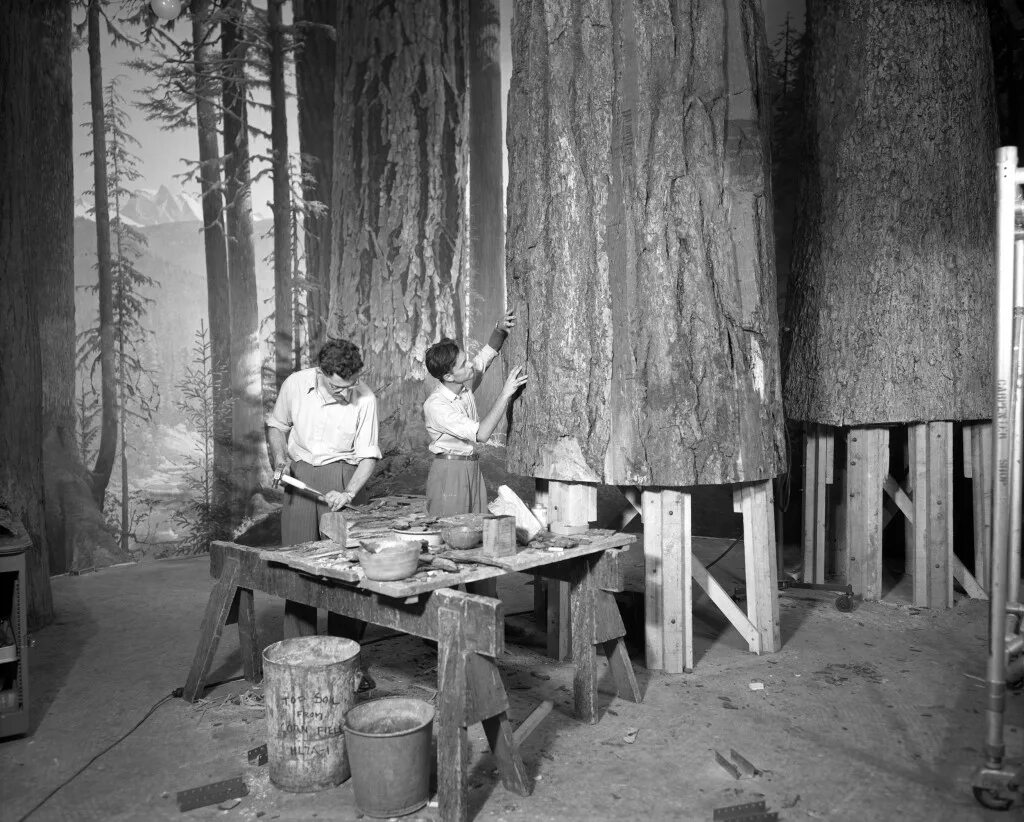 American Forest 1901.