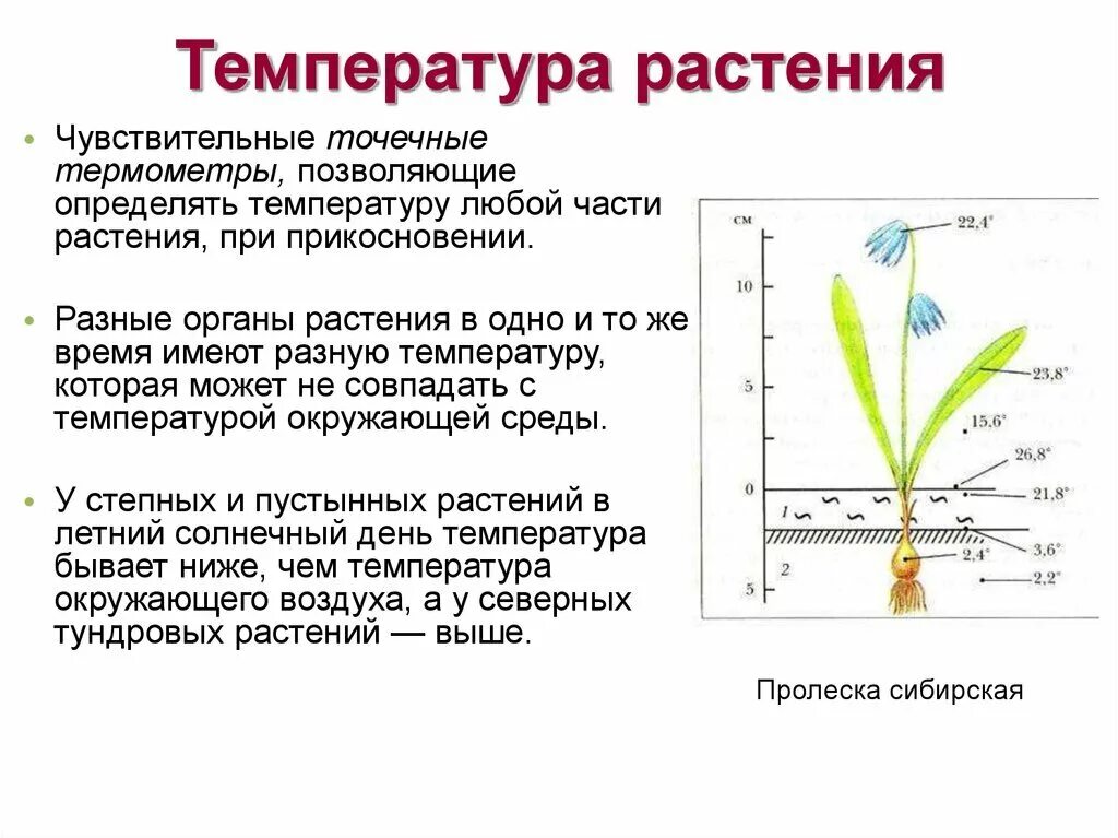 Какая температура воздуха в теплице. Температура тела растений. Температура для растений. Температурный режим для комнатных растений. Влияние температуры на растения.