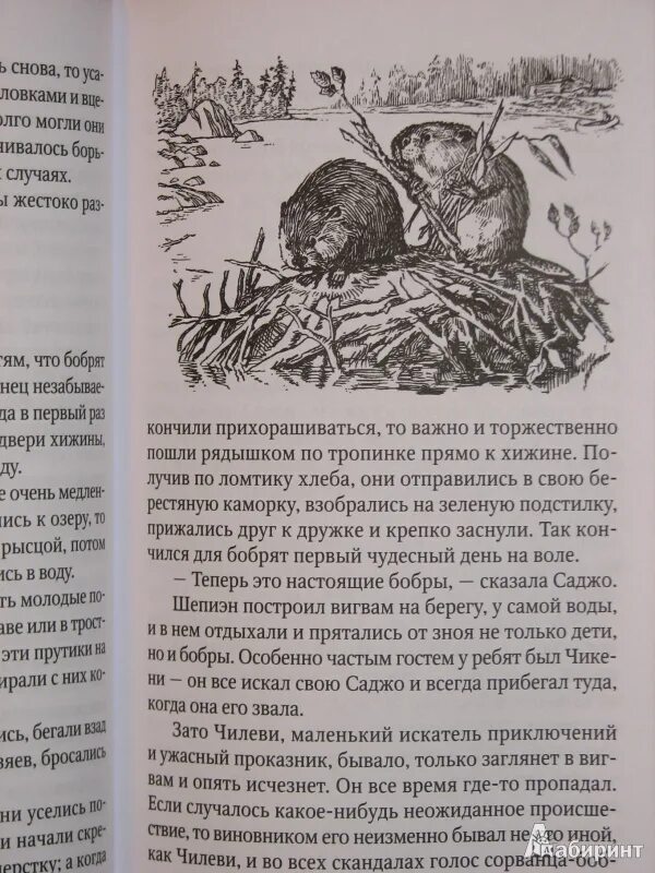 Зотов бобр. Книга зеленые страницы глава о бобрах. Экологические связи бобра с природой. Книга зеленые страницы о бобрах. Книга зеленые страницы сообщение о бобрах.