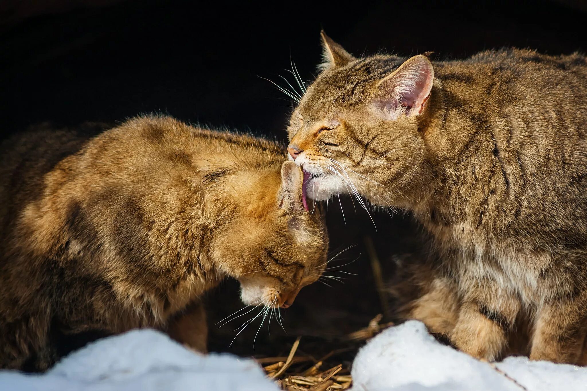 Ласковые звери фото. Котики обнимаются. Кошачьи нежности. Кошачья любовь. Кошки нежность.