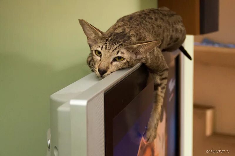 Включи на телевизоре животных. Кошачий телевизор. Кот на телевизоре. Кошка и телевизор. Коты на плоских телевизорах.
