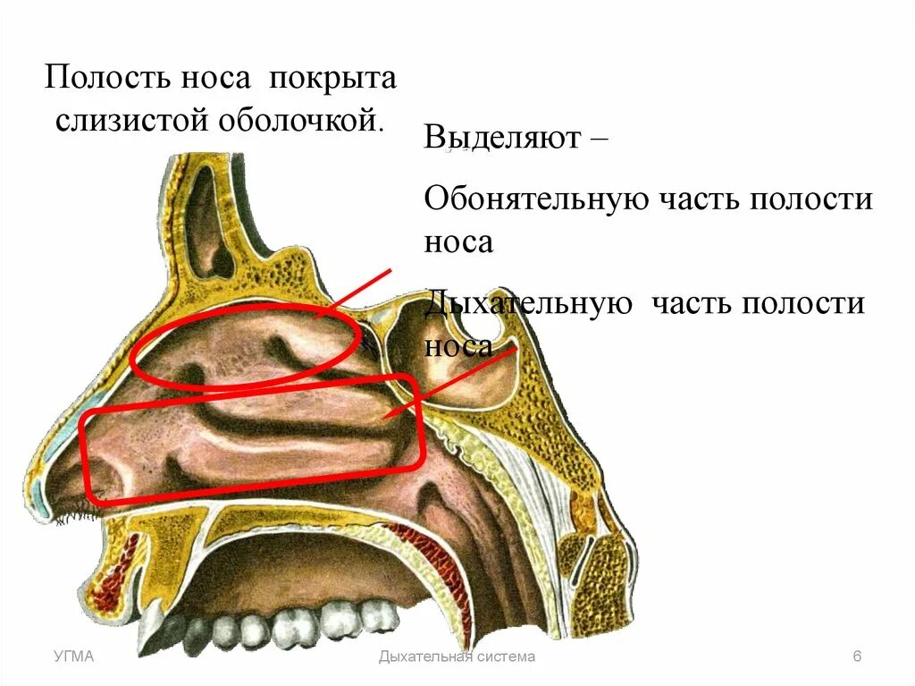 Обонятельная и дыхательная области носовой полости. Обонятельная и дыхательная области полости носа анатомия. Строение слизистой оболочки обонятельной области носовой полости. Слизистая оболочка носа анатомия.