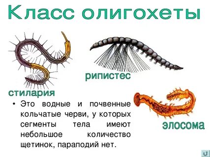 Особенности строения малощетинковых