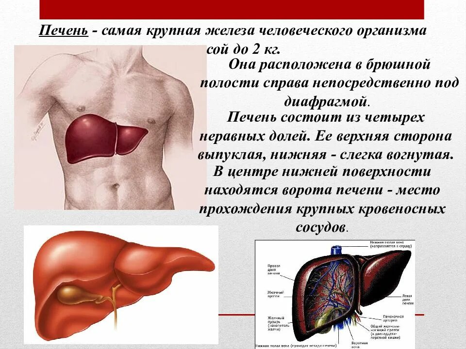 За какую функцию отвечает печень. Печень и её роль в организме. печень самая крупная железа человеческого.