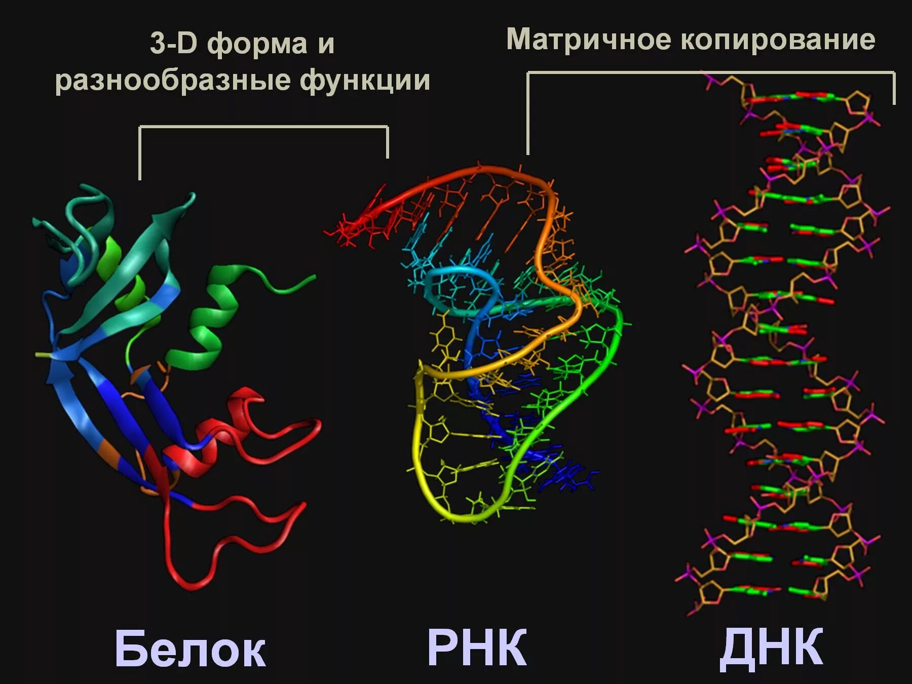 Днк какая форма. ДНК И РНК. Белки ДНК. Белки ДНК И РНК. Схема строения ДНК И РНК.