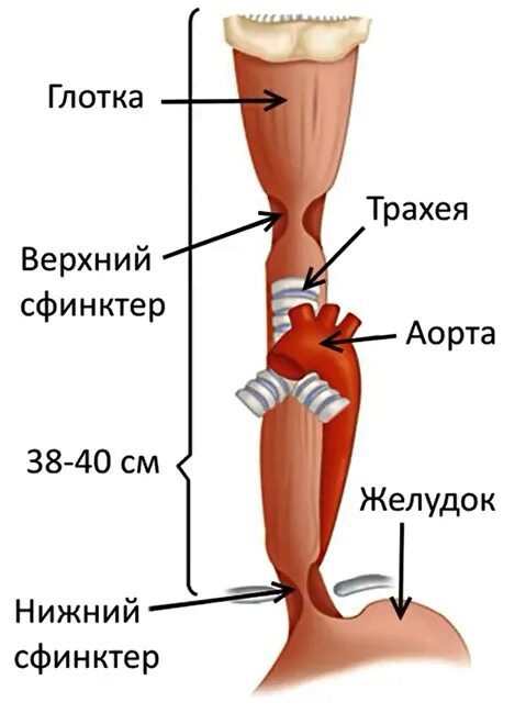 Пищевод и трахея расположение