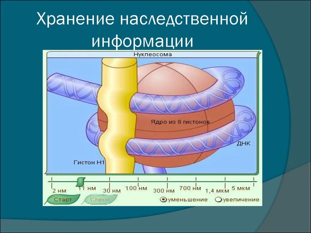 Наследственная информация представлена. Хранение наследственной информации. Наследственная информация хранится в. Хранение генетической информации.