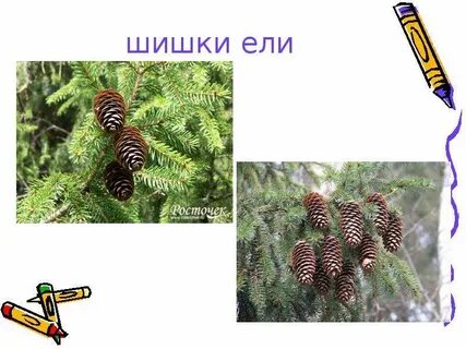 Хвойные деревья 1 класс окружающий мир