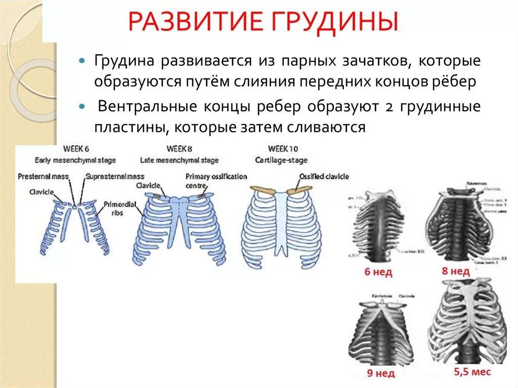 Грудная клетка у ребенка норма. Развитие грудины. Развитие грудной клетки. Развитие ребер и грудины. Эволюция грудной клетки.