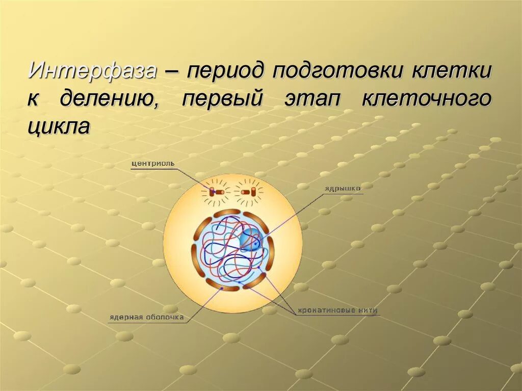 Период подготовки клетки к делению. Интерфаза клетки. Клетка в период подготовки к делению-интерфазу. Интерфаза подготовка клетки к делению. Фаза подготовки клетки к делению