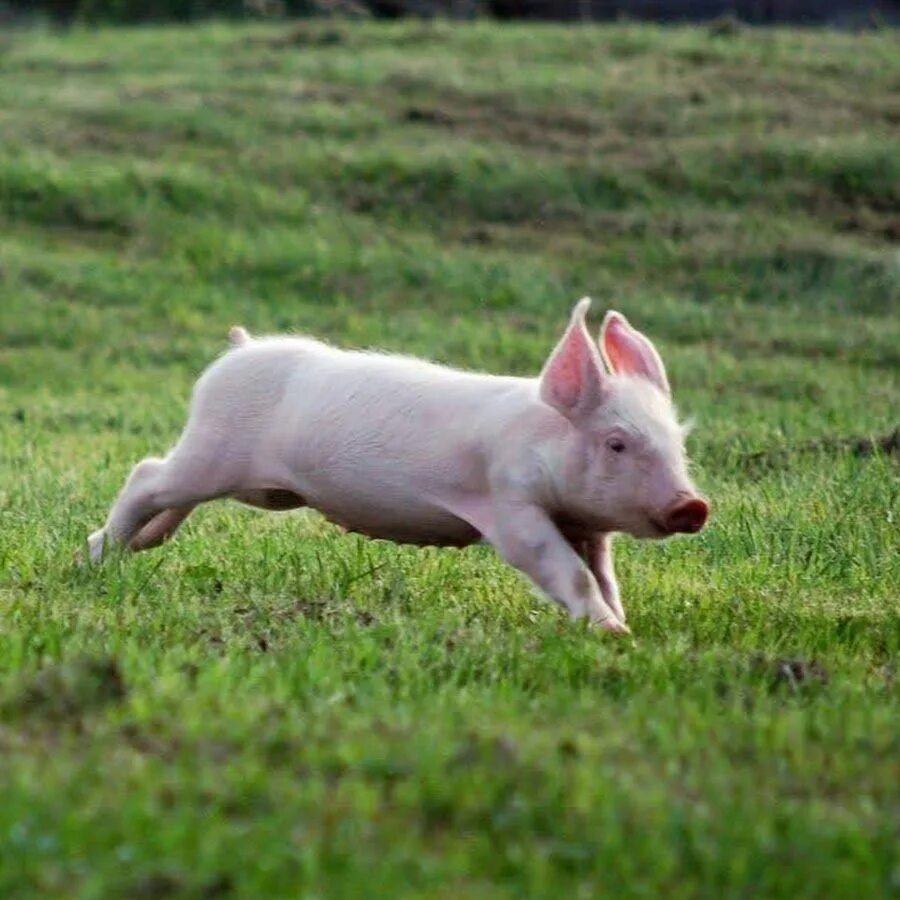Прыгающая свинка. Свинья бежит. Поросенок. Поросенок бежит. Свинья убегает.