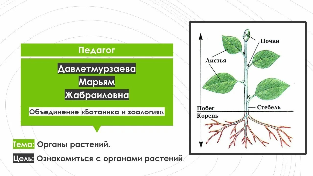 Ботаника органы растений. Ботаника ткани и органы растений. Ботаника и Зоология. Системы органов растений таблица. Ботаника хочет