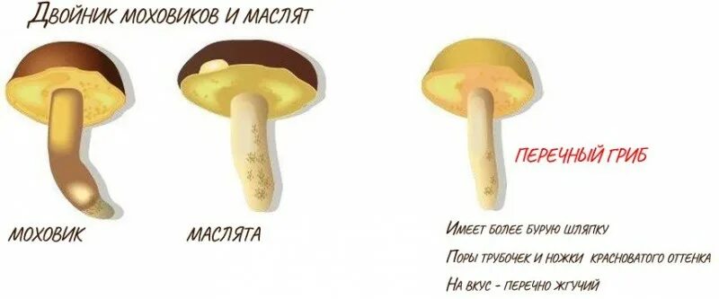 Лже маслята грибы. Грибы маслята ложные. Гриб маслёнок ложный. Масленок гриб двойник. Несъедобные маслята.