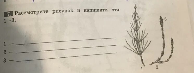 Рассмотрите рисунок и определите направление в. Рассмотрите рисунок и напишите что обозначено цифрами 1-3. Рассмотрите рисунок. Рассмотрите рисунки и запишите что обозначено цифрами. Рассмотрите рисунок и напишите что 1 3.