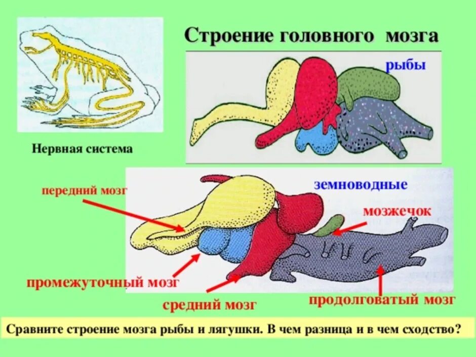 Головной мозг птиц отличается от земноводных. Нервная система головного мозга у земноводных. Отделы головного мозга лягушки. Нервная система и головной мозг лягушки. Схема строения головного мозга земноводных.