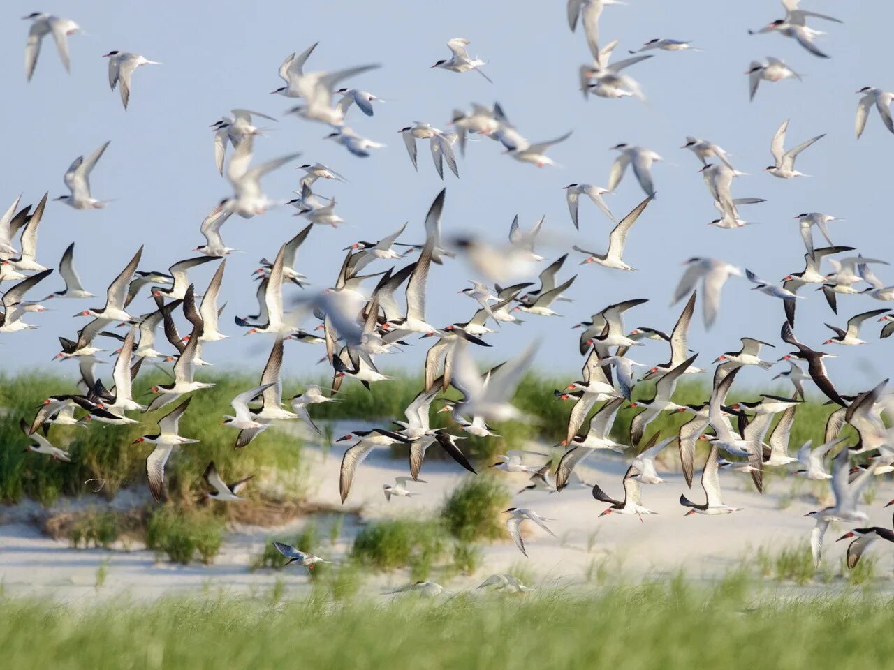 Summer birds fly