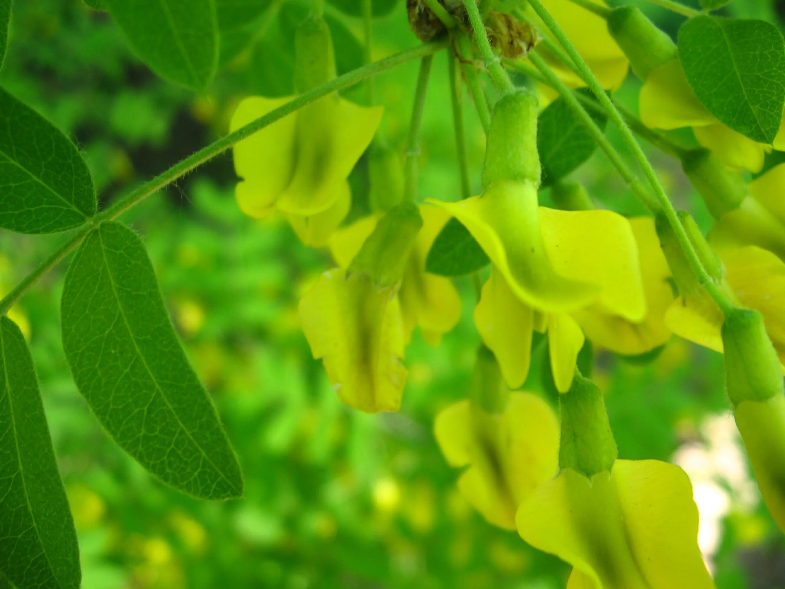 Акация желтая карагана древовидная. Карагана древовидная (caragana arborescens). Померанцевая горькая желтая. Белая акация кустарник. Желтая акация 8 букв.