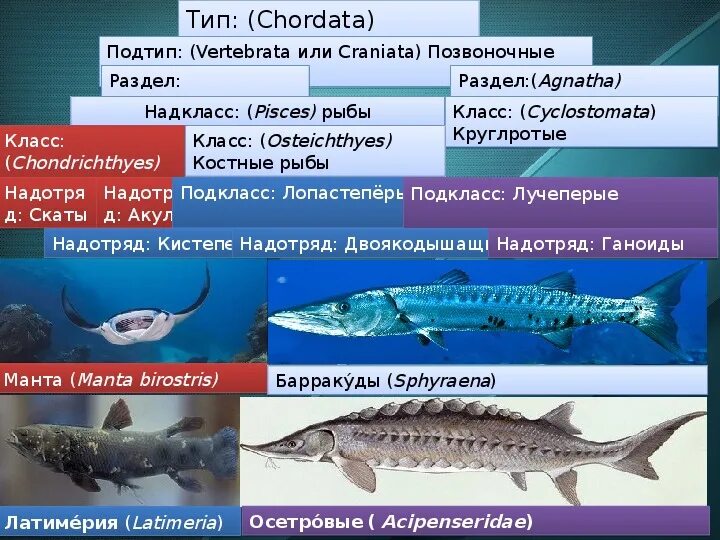 Вымершие виды рыб. Исчезающие виды рыб. Позвоночные рыбы. Подтипы рыб.