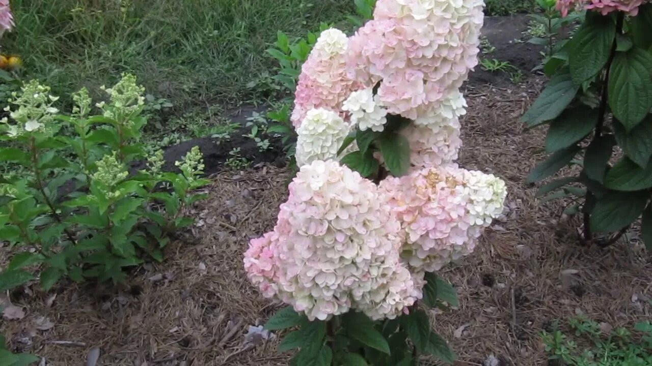 Гортензия метельчатая "pandria” ("пандриа"). Сад людмилы кудасовой гортензии. Высокорослые гортензии фото. Высокорослые гортензии фото. Высокорослые гортензии фото.