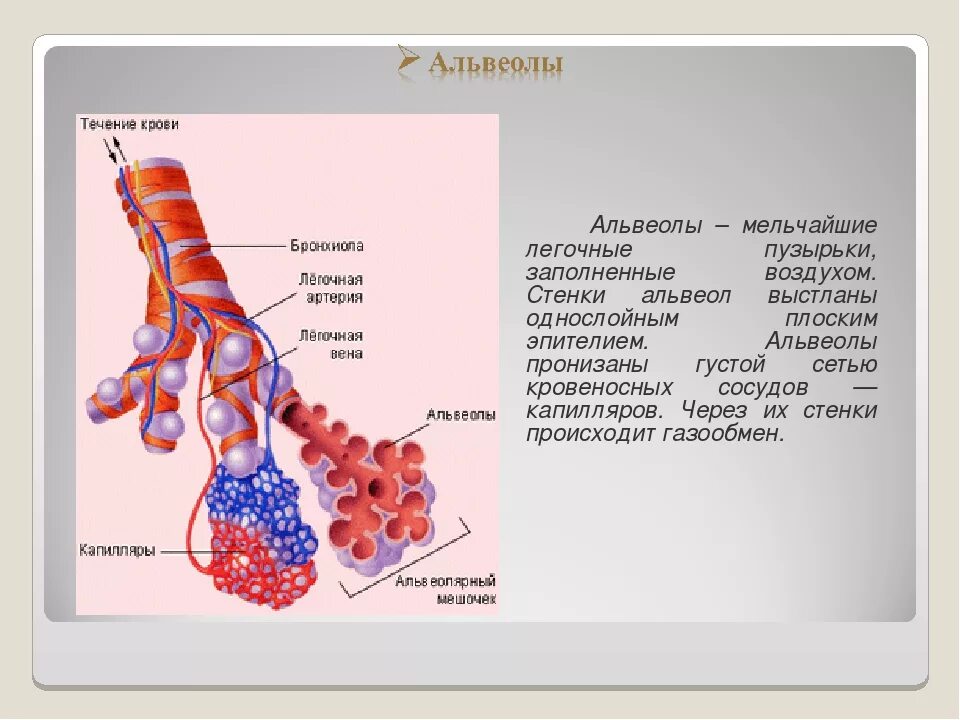 Воздух поступает в альвеолы. Альвеолы это лёгочные пузырьки. Строение альвеол. Альвеолы состоят из. Строение стенки альвеолы.