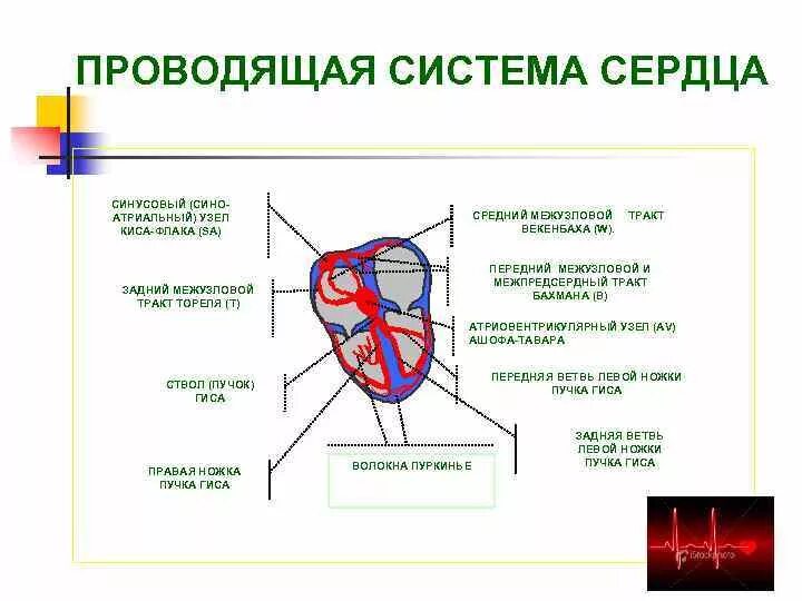 Тракты сердца. Тракт бахмана венкебаха тореля. межузловые тракты бахмана тореля венкебаха. проводящая система сердца пучок бахмана. узел бахмана сердце.