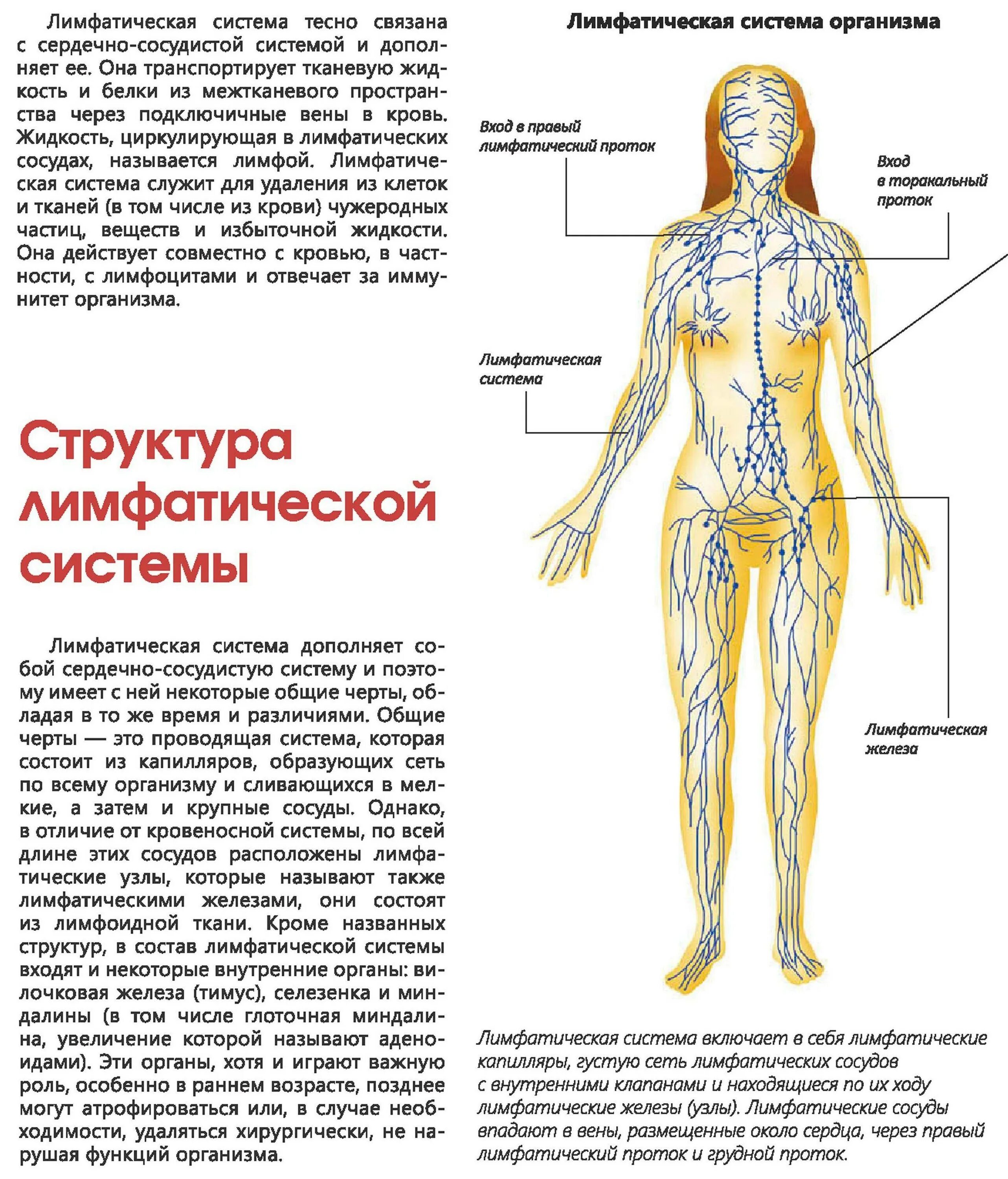 Лимфатическая система человека анатомия движение лимфы. Схема лимфоидной системы человека. Лимфатическая система человека схема. Лимфатическая система человека схема движения лимфы на лице. Лимфосистема схема