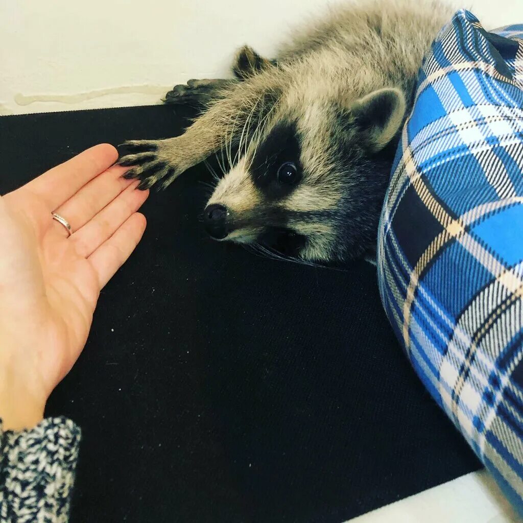 Кафе енот саратов. Антикафе с енотами. Антикафе еноты ростов на дону. Антикафе с енотами в москве. Енотокафе новосибирск.