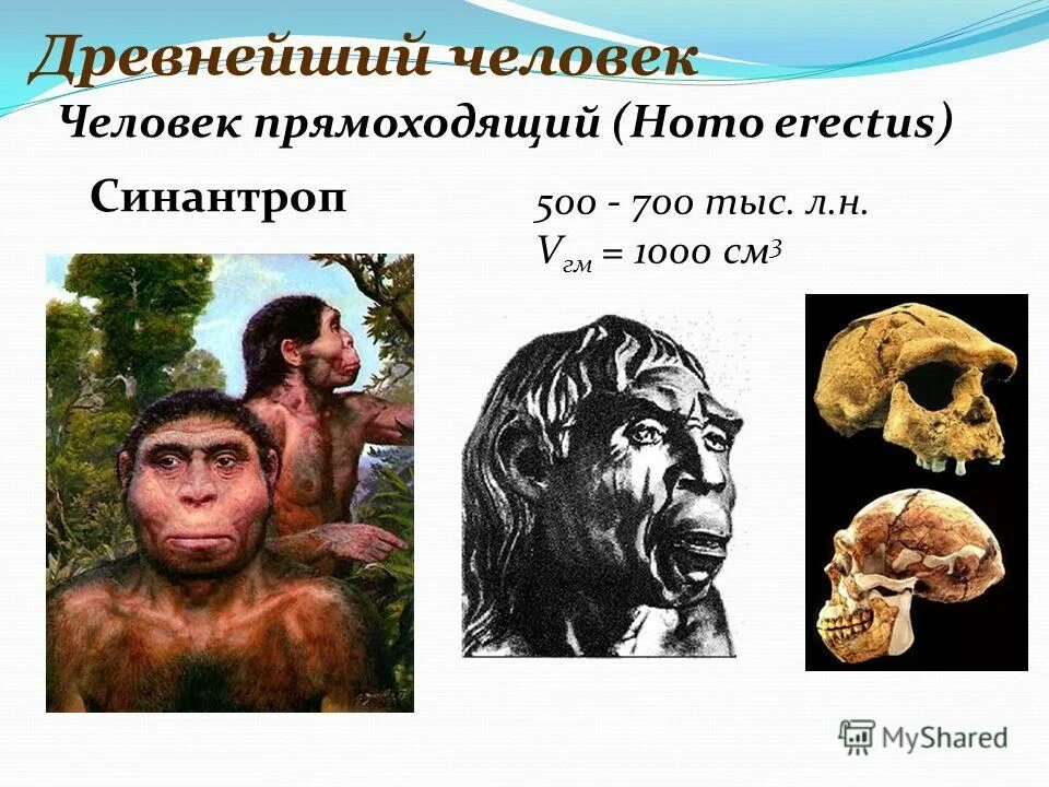 Архантропы особенности строения. Архантропы синантроп. Архантропы (homo Erectus). Древнейшие люди синантропы. Древнейшие люди архантропы.