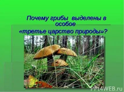 Почему грибы выделили