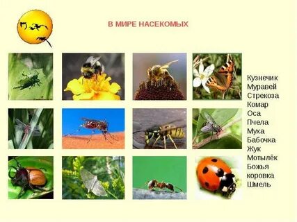 Шмель бабочка муравей обобщающее