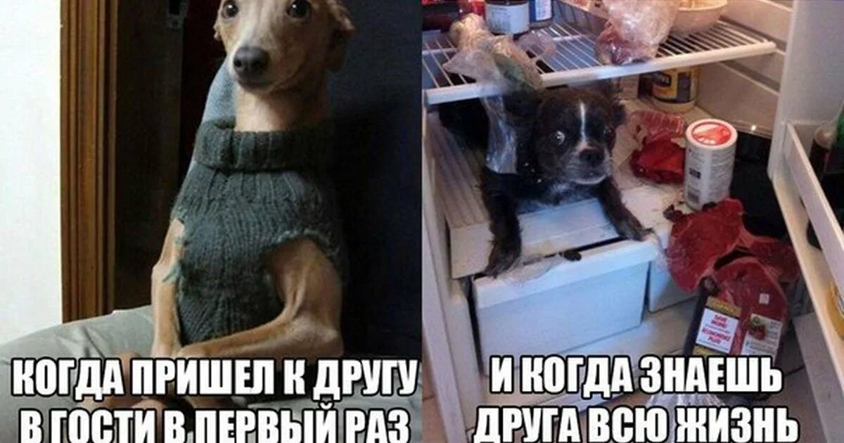 Друг пришел в гости 18