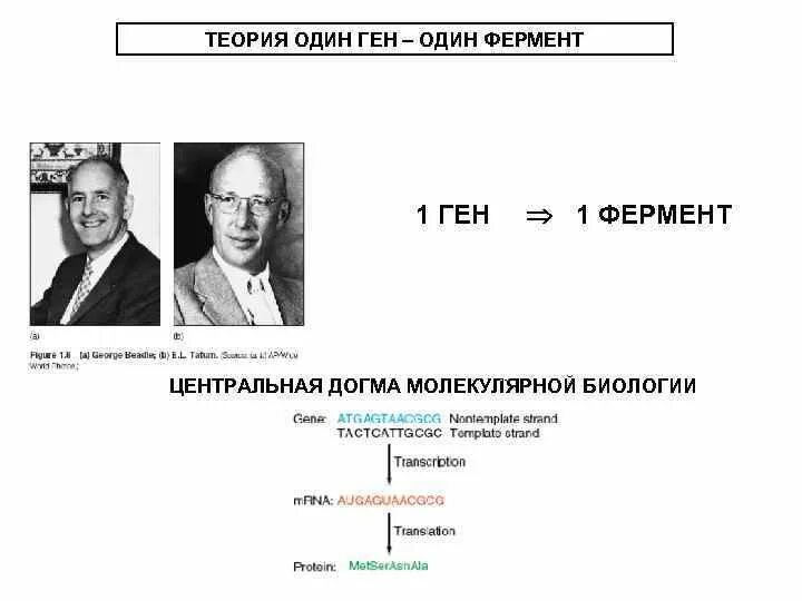 1 ген 1 полипептид. Теория 1 ген 1 фермент. Гипотеза 1 ген 1 фермент. Один ген - 1 фермент современная трактовка. Теория ген фермент признак.