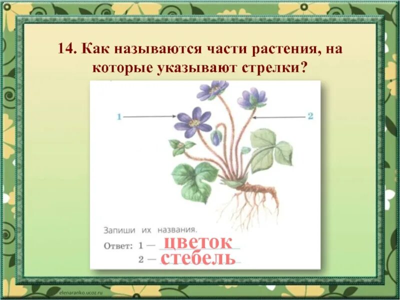 Часть цветка 6 класс впр. Как называются части растения. Как называется часть растения кото. Как называются указанные части растений. Части растения указать стрелочками.