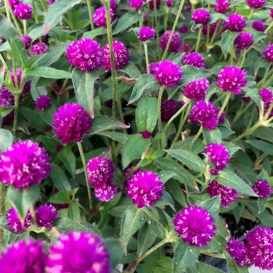 Гомфрена Plant combinations, Flowers, Plants