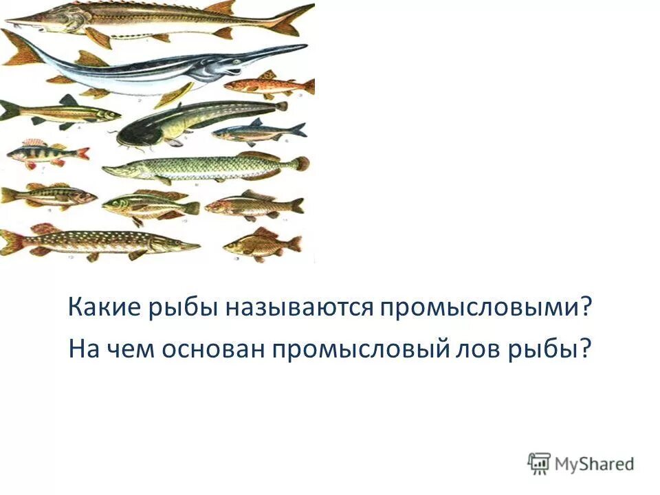 промысловые рыбы. речные рыбы названия. хищные рыбы россии речные пресноводные. надкласс рыбы класс костные. аквариумные рыбы названия.