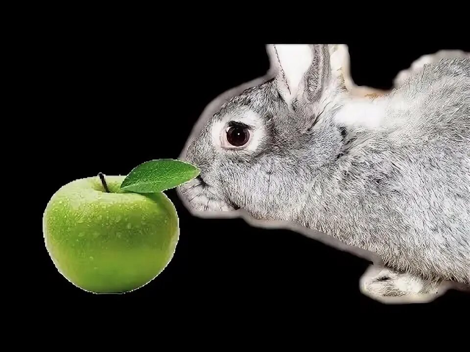 Можно кролику яблоко. Кролик с яблоками. Кроличье яблоко. Ли зайцы яблоки. Кролик с арбузом.