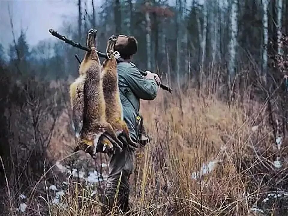 Добыча объектов животного. Охотничье браконьерство.