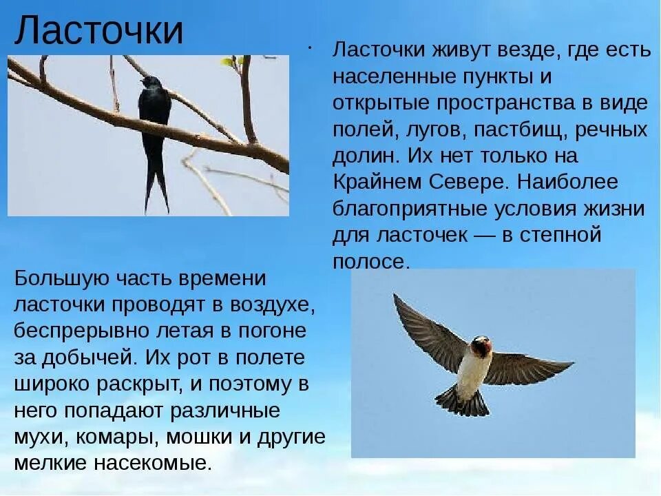 Ласточка для пенсионеров. Ласточка. Где живут ласточки. Доклад про ласточку. Ласточка птица.